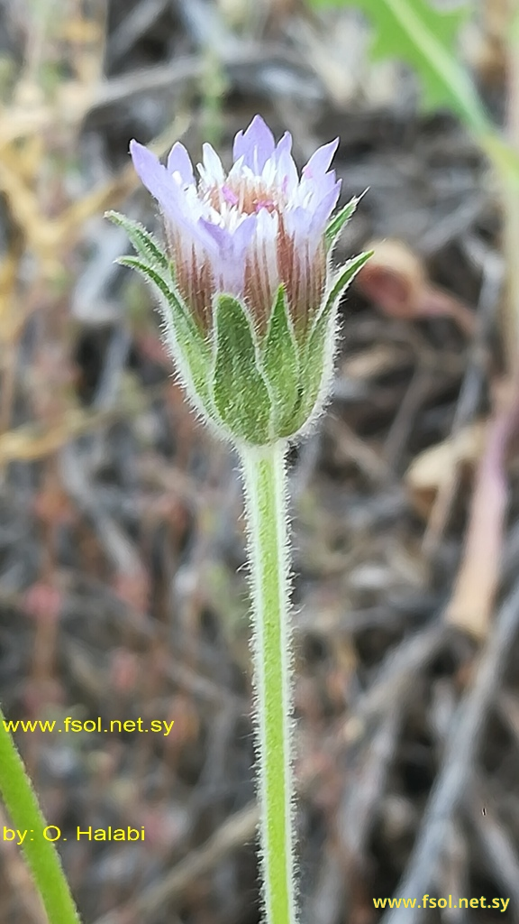 Pterocephalus plumosus (L.) Coult.